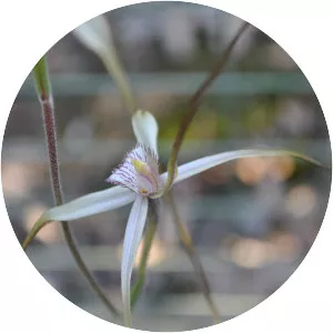 Caladenia sp. Kilsyth South