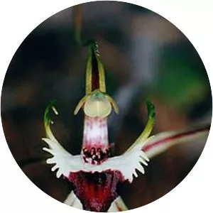 Caladenia tensa