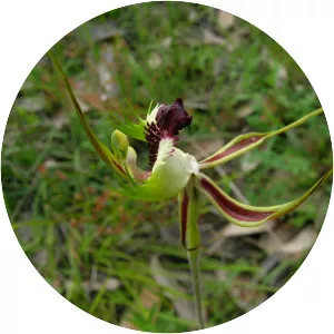 Caladenia tentaculata - 