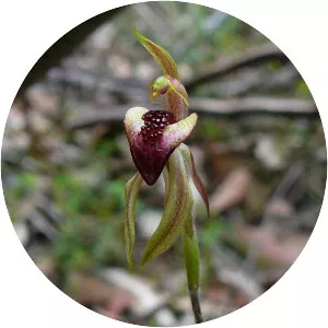 Caladenia tessellata - 
