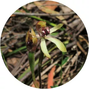 Caladenia transitoria
