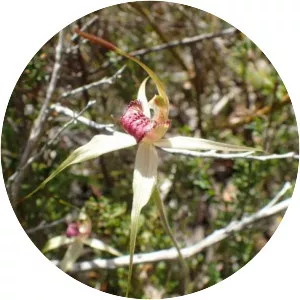 Caladenia valida