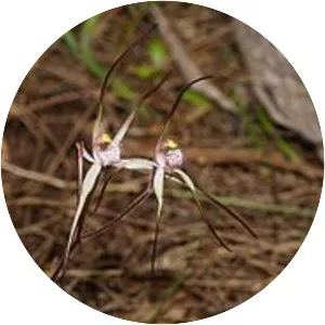 Caladenia versicolor