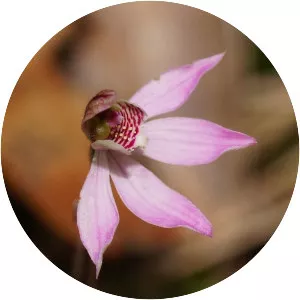 Caladenia vulgaris