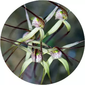 Caladenia vulgata