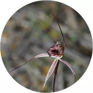 Caladenia wanosa