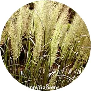 Calamagrostis arundinacea - Plants
