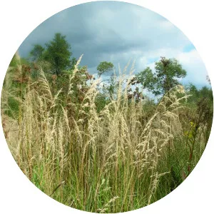 Calamagrostis canadensis - Plants