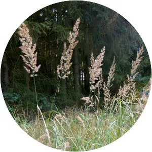 Calamagrostis epigejos