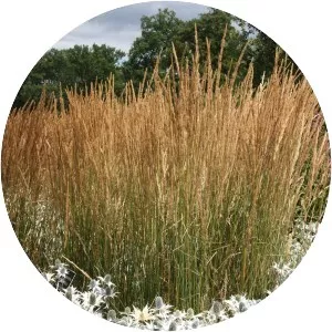 Calamagrostis