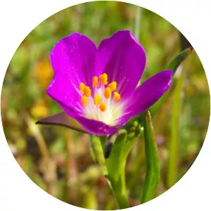 Calandrinia ciliata - Plants