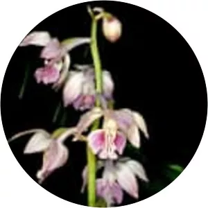 Calanthe aristulifera