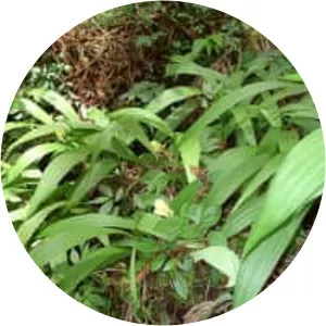 Calanthe densiflora - Plants