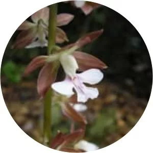 Calanthe discolor