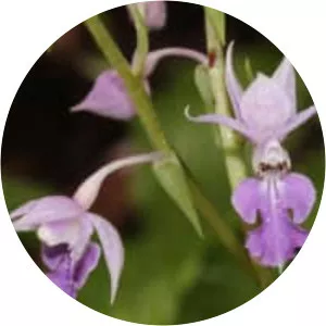Calanthe reflexa