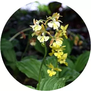 Calanthe striata