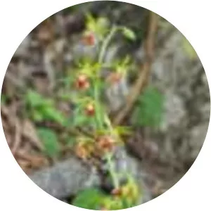 Calanthe tricarinata