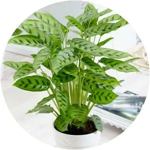 Calatheas - Plants