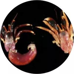 Calcinus tibicen