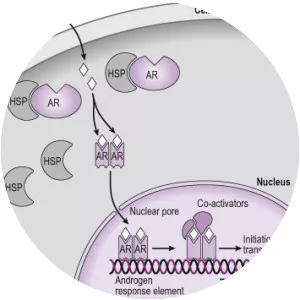 Calcitriol receptor - 