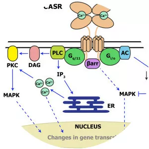 Calcium-sensing receptor - Protein