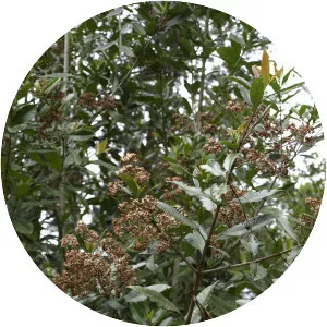 Caldcluvia paniculata - 