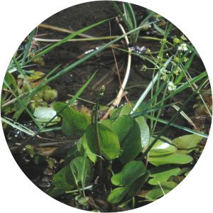 Caldesia parnassifolia