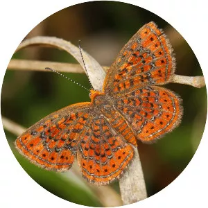 Calephelis virginiensis