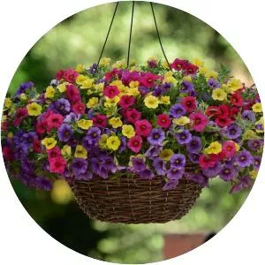 Calibrachoa
