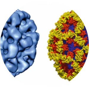 Caliciviridae - Virus