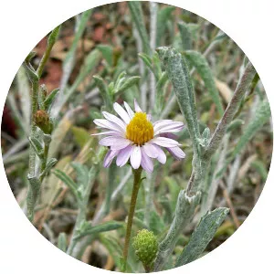 California aster
