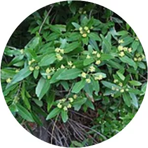 California bay - Plants