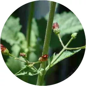 California bee plant.