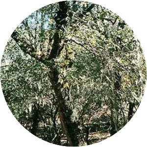 California black oak