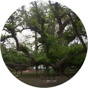 California black walnut - 
