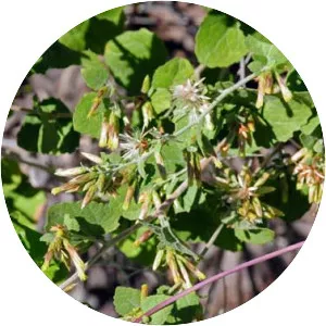 California brickellbush