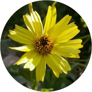 California brittlebush