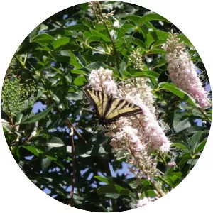 California buckeye - Plants