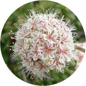 California buckwheat