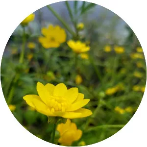 California buttercup