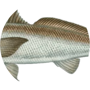 California corbina