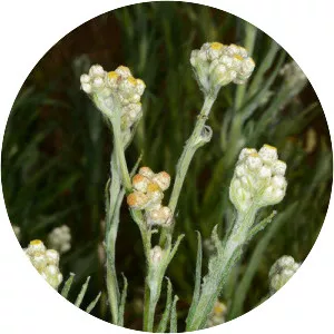 California cudweed - Plants