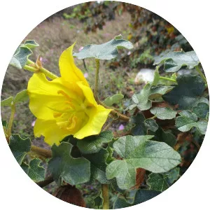 California flannelbush