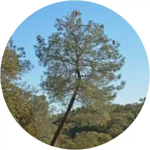 California Foothill Pine - 