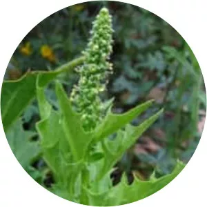 California Goosefoot