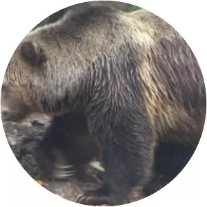 California grizzly bear