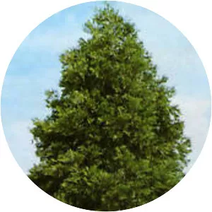 California incensecedar