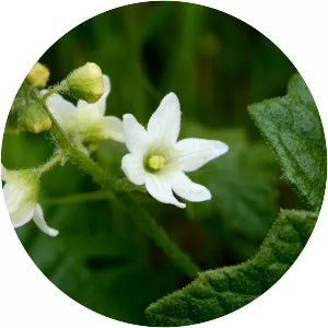 California manroot - Plants