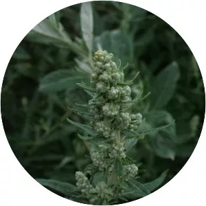 California mugwort
