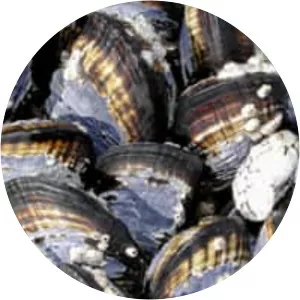 California mussel